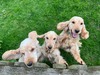 Hallslake Toasty, Bagel & Crumpet (3 litter sisters! (Toasty Turquoise Collar, Crumpet Orange Collar, Bagel Yellow & Blue Collar) )